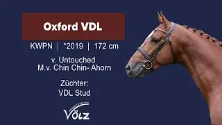 Oxford VDL (Untouched x Chin Chin x Ahorn)
