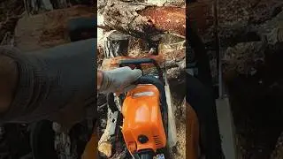 POV Chainsaw #logging  #Sthil #Chainsaw #wodworking #tree #log #logging#Husqvarna #McCulloch #saw