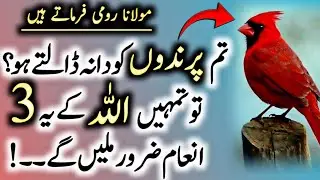 Rumi Quotes in Urdu | How Feeding Birds & Watering Animals Turns a Sinner into Jannati
