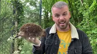 We found a dead hedgehog, & lots of hazards for them on the allotment