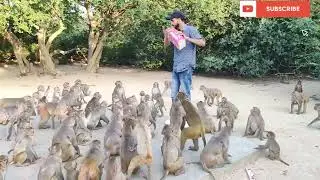 Monkey Eating Chocolate 😱 With Injoy || #trending #monkey #viral #youtube #animals #chocolate