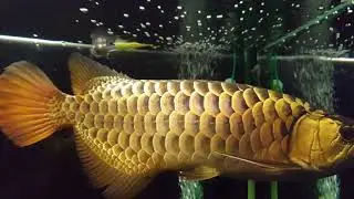 Premium Blue Base Crossback Golden Arowana - November 2021