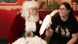 Cockatoo meets Santa Claus!!! #christmas #santa #bird #cuteanimals ￼