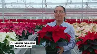 Plantpeddler - 2024 Poinsettia Variety Day video