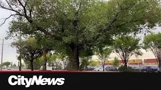 Dutch elm disease confirmed in Edmonton