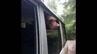 Truffle driving through the woods