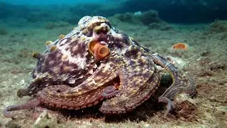 A species of octopus that changes color to protect itself from predators