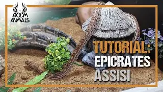 Tutorial: Epicrates Assisi