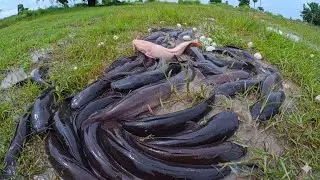 Unbelievable Catch: Pink Catfish vs. Giant Black Catfish