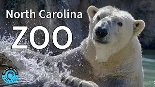 Complete Tour of the NC Zoo – A Day in the Wild!