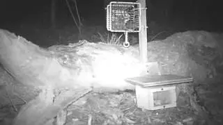 Agile Antechinus 2.5.14