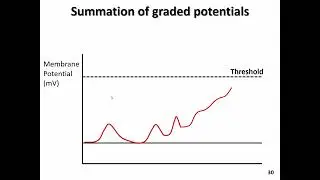 BIOL 3060 BIOELECTRICAL SIGNALING   slides 28 32