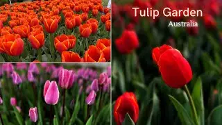 Tulip Gardens in Australia | Bowral Tulip show | Tulips season | Tulips | Flower Festival | Bowral