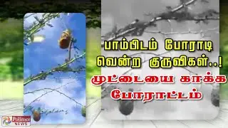 பாம்பிடம் போராடி வென்ற குருவிகள்..! முட்டையை காக்க போராட்டம்