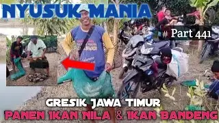 Nyusuk Mania || Part 441 , Panen Ikan Nila & Lan Bandeng .