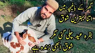 Aik OR Shouqeen Aik OR Kahani 😍 Shouq Abhi Zinda Hai | Cattle Market Karachi