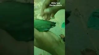 White face Fischer chick'#viral #parrot #trending #shorts