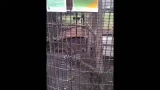Lemur tour