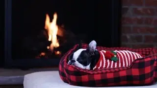 Cozy Boston Terrier Holiday Yule Log - Relaxing Pet Content | Rover