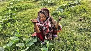 নতুন একটি সবজি ক্ষেত | Fresh Vegetable Field in Village