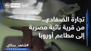 تجارة الضفادع.. من قرية مصرية نائية إلى أفخر المطاعم الأوروبية  #من_الشرفة