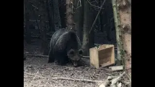 Incontro con ORSO in TRENTINO, nella Valle del Chiese.