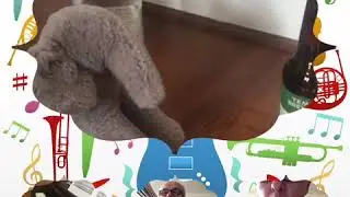 Dumbo falls off the wagon...