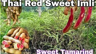 थाई लाल मीठी इमली  Thai Red Sweet Tamarind / Imli Early Verity Farming in India