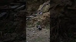 😻🐾,Gatit@ Adorables y Perezos@,62, La Casa de los Gatos,😻🐾,Requena. #baraliperegrino #baralicat