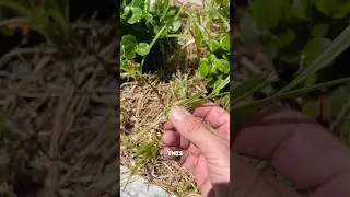 NUTGRASS? Try this&hellip;. 👌#nutgrass #chopanddrop #soil