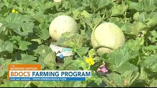 BDOCS FARMING PROGRAM