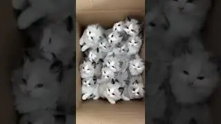 Adventures of a Tiny Cat Explorer(#cute)