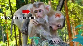 Breaking News New abandoned Kid Monkey just found in Sovanna Team , Park in Wild !