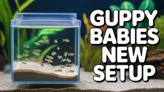 Guppy Fish Babies Ka New Setup Banaya | Complete Setup & Care Tip