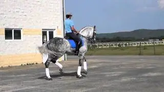 Caballo Esgos PRE de doma cl&aacute;sica Piaffe y Passage