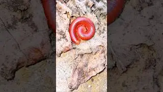 Round Red Millipede Episode-188 #nature #millipede #round #insect #wildlife #beautiful #red