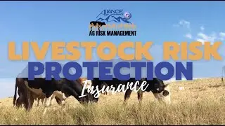Protect Your Livestock Investments with LRP by Ag Risk Management