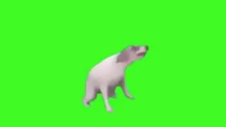 Dog Dance Meme!