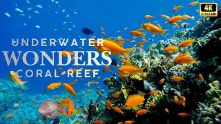 4K Coral Reef Escape | Fish, Sea Turtles & Soothing Ocean Waves for Restful Sleep