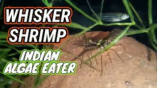 Indian Whisker SHRIMP🦐 INDIAN super algae 🥬 eater | Aqua adventure |