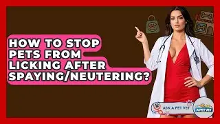 How To Stop Pets From Licking After Spaying/neutering? - Ask A Pet Vet