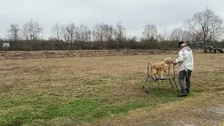 Chesapeake Bay Retriever Training