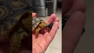 A berry good time 🍓🫐 #relaxing #tortoise #leopardtortoise #babyanimals