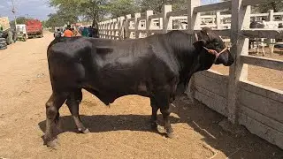 FEIRA DO GADO EM CAMPINA GRANDE-PB 03-02-2026
