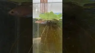 Transforming a Tiny tank into a Betta Paradise (You Won&rsquo;t Believe This Tank!)