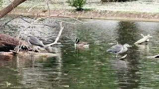 beautiful pair of Grey Herons. #herons #greyherons #birdnests #nature #wildlife #birds #rspb #parks