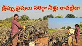 Drip pipes are not getting water properly❓#rajusheripally#farming #agriculture