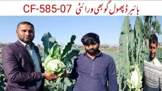 Hybrid Cauliflower cultivation/hybrid early cauliflower/method of cultivate of cauliflower/gobhi kas