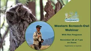 Western Screech-Owl Webinar with Ren Ferguson