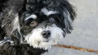 Havanese vs Cavalier King Charles Spaniel: Similarities and Differences